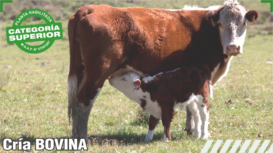 cría bovina