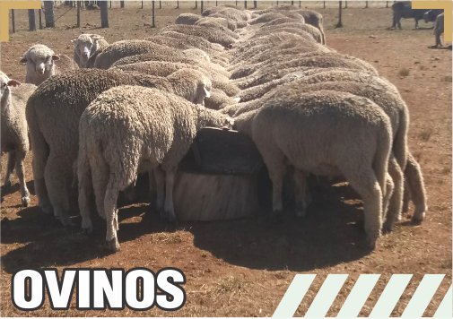 cría bovina