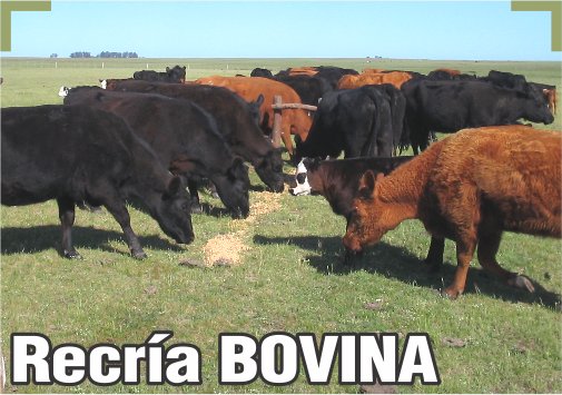cría bovina